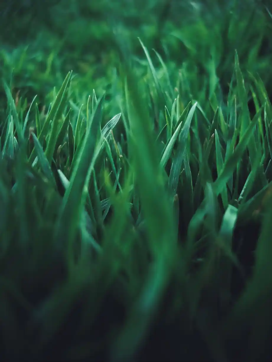 Close-up of Kentucky bluegrass