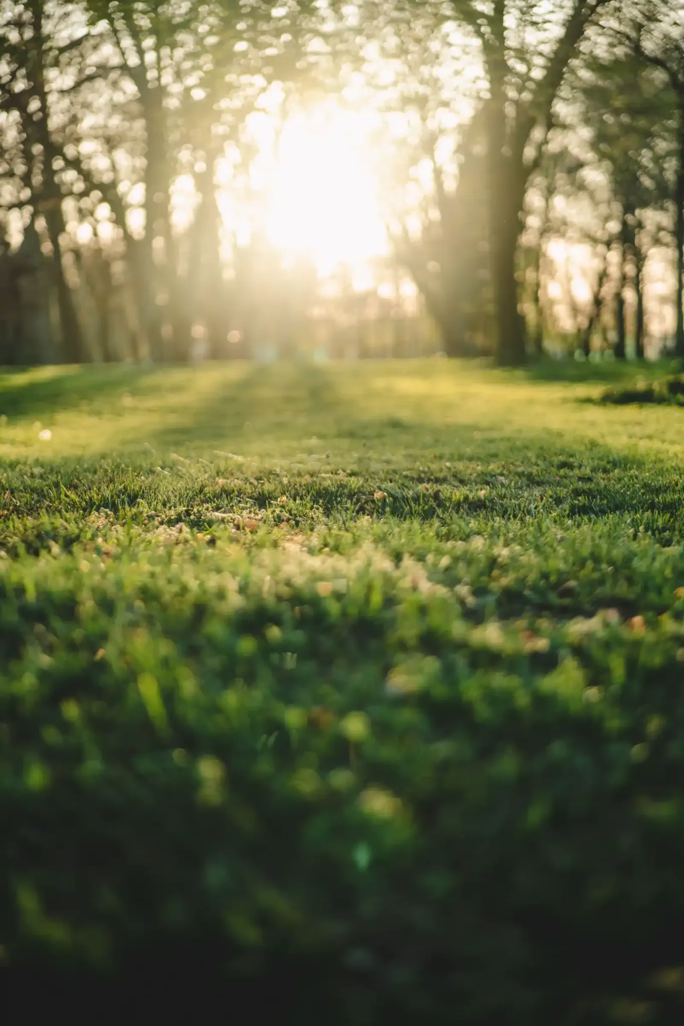 Grass in golden sunlight