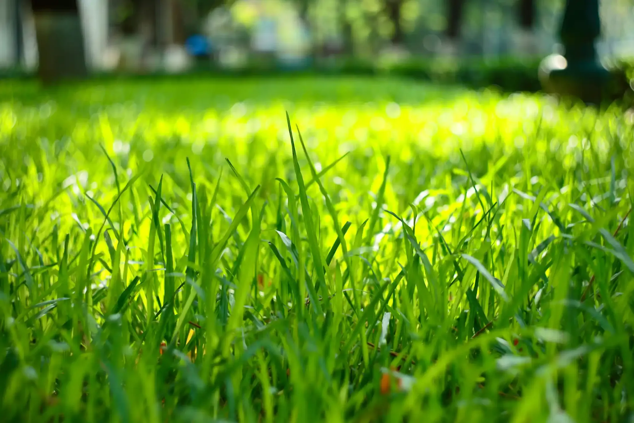 Fresh grass in sunlight